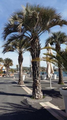 17275056_1269198326500320_4557185_n