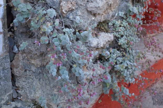 crête sauvage TYLISOS PLANTES.JPG